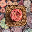 Echeveria 'Jade Star' 1" Succulent Plant