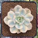 Echeveria Runyonii Variegated (Aka Echeveria 'Akaihosi' Variegated) 3" Succulent Plant