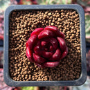 Echeveria Agavoides 'Pentera' 1" Small Succulent Plant