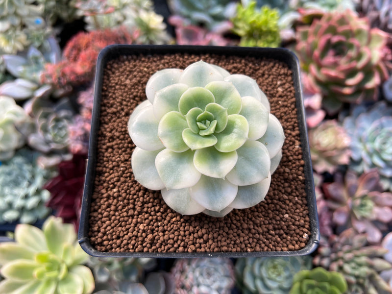 Echeveria 'Nicksana' Variegated 2