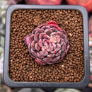 Echeveria 'Shella' 1" Small Succulent Plant