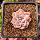 Echeveria sp. 1" Succulent Plant