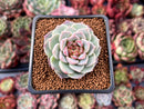Echeveria 'Red Velvet' 1" Succulent Plant