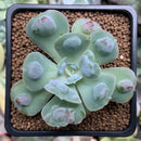 Echeveria 'Raindrop' 1"-2" Succulent Plant