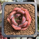 Echeveria 'Salmon' 1" Succulent Plant