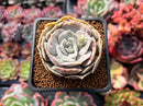 Echeveria 'Lilacina' Mutated 2" Succulent Plant