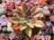 Graptoveria 'Fred Ives' Variegated 4" Large Succulent Plant