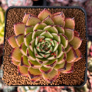 Echeveria Agavoides 'Sarabony' 3" Succulent Plant