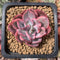 Echeveria 'Pink Harin' Variegated 1" Succulent Plant
