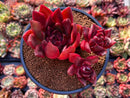 Echeveria Agavoides 'Rubra' 4" Cluster Succulent Plant