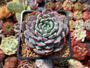 Echeveria 'Raffine' 3" Powdery Succulent Plant