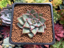 Echeveria 'Red Dragon' New Hybrid 1" Succulent Plant