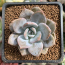 Echeveria 'Missing You' 1"-2" Succulent Plant