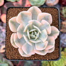 Echeveria Runyonii Variegated (Aka Echeveria 'Akaihosi' Variegated) 2" Succulent Plant