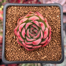 Echeveria 'Nocturnal' 1"-2" Succulent Plant