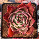 Echeveria Agavoides 'Rusty Nail' 3" Succulent Plant