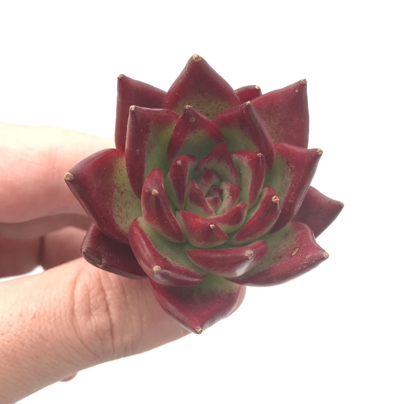 Echeveria Agavoides ‘Red Ebony’ Super Clone 2" Rare Succulent Plant