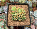 Echeveria 'Usyamiin' 3" Cluster New Hybrid Succulent Plant