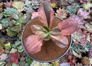 Echeveria 'Fimbriata' Variegated AKA 'Fasciculata' 5" Succulent Plant