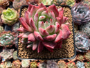 Echeveria 'Colorata' 3"-4" Succulent Plant