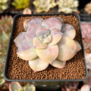 Quetzalcoatlia 'Pentandra Superba' Variegated 2" Succulent Plant (Formerly Graptopetalum 'Pentandrum Superbum' Variegated)