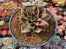 Echeveria Agavoides 'Rubella' 6"-7" Hard To Find Very Large Succulent Plant