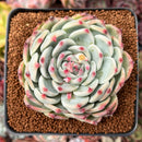 Echeveria 'Chihuahuaensis' 2"-3" Succulent Plant