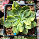 Echeveria 'Bob Jolly' Variegated 1"-2" Succulent Plant