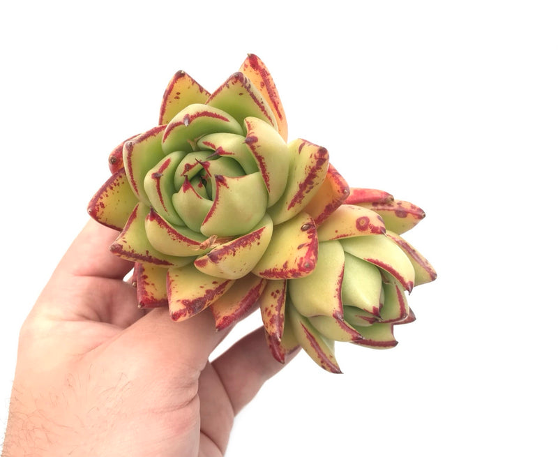Echeveria Agavoides ‘Maria’ Hybrid Double Headed Cluster 4"-5" Rare Succulent Plant