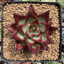 Echeveria Agavoides 'Acadora' 3" Succulent Plant
