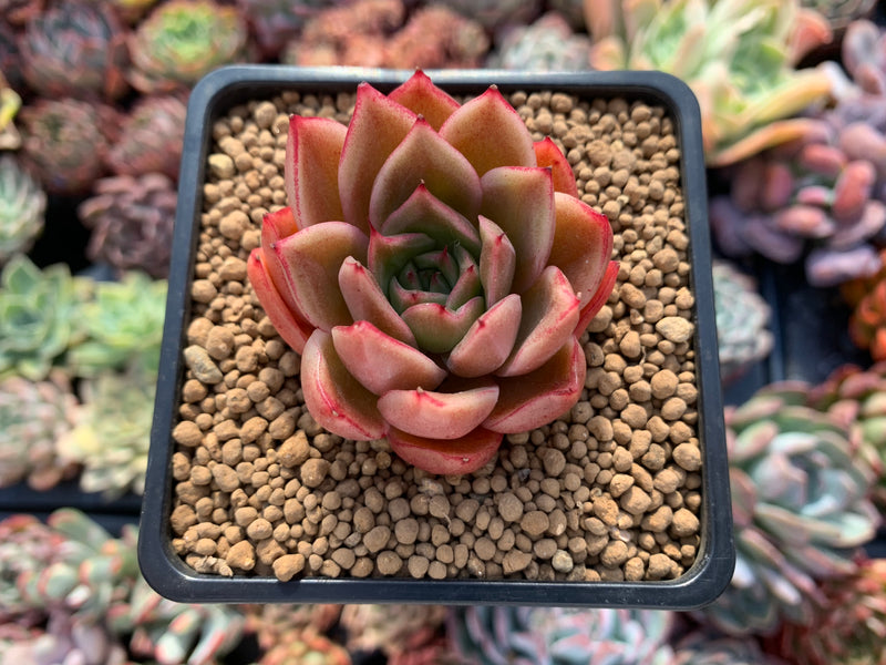 succulent plant life Echeveria Agavoides 'Beautiful Life' 2" Succulent Plant – True Succulents  Plant Co