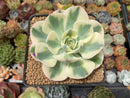 Echeveria 'Compton Carousel' 3" Succulent Plant