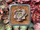 Echeveria 'Remazu' 1" Succulent Plant