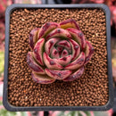 Echeveria Agavoides 'Red Kingdom' 2" Succulent Plant