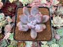 Graptoveria 'Raon' 3" Succulent Plant