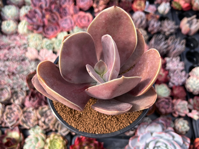 blush succulent Echeveria 'Brunch Wine' (브런치와인) (Not E. 'Blush Wine') 4"-5" Large Padd –  True Succulents Plant Co