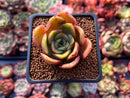 Echeveria 'Fortune Purple' 2" Succulent Plant