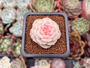 Echeveria 'Pure Love' 1" Succulent Plant
