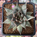 Echeveria 'Purpusorum' White Form 2" Succulent Plant