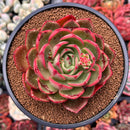 Echeveria Agavoides 'Salu' 3" Succulent Plant