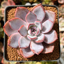 Echeveria 'Charming Stone' 2" Succulent Plant
