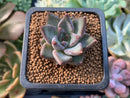 Echeveria 'Tremolo' 1" Succulent Plant