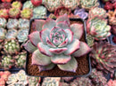 Echeveria 'Ratam' 4" Succulent Plant