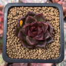 Echeveria Agavoides 'Black Queen' 1" Small Succulent Plant