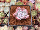 Echeveria 'Ivory' 1" Powdery Succulent Plant