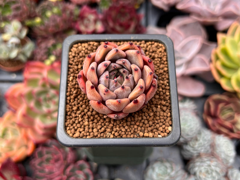 black tipped succulent Echeveria Agavoides 'Black Tip' 1" Succulent Plant – True Succulents Plant  Co