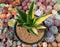 Aloe 'Nobilis' Variegated 4" Large Succulent Plant
