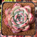 Echeveria 'Ratam' 3" Succulent Plant