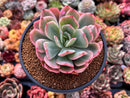 Echeveria 'Luella' Variegated 4" Succulent Plant