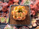 Echeveria Agavoides 'Magically' 1" Succulent Plant